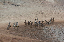 Humboldt penguins (Spheniscus humboldti) dirty after digging nest burrows leave their nest colony to bathe. Punta San Juan, (Reserva Nacional de Islas, Islotes y Puntas Guaneras) Peru.