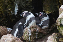 Humboldt penguins, (Spheniscus humboldti) pair at rock nest. Punta San Juan, (Reserva Nacional de Islas, Islotes y Puntas Guaneras) Peru.