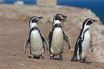 Humboldt penguin (Spheniscus humboldti) group of three returning to nest site, clean after bathing and fishing. Punta San Juan, (Reserva Nacional de Islas, Islotes y Puntas Guaneras) Peru.