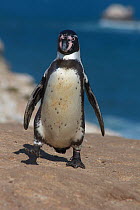 Humboldt penguin (Spheniscus humboldti) walking, portrait. Punta San Juan, (Reserva Nacional de Islas, Islotes y Puntas Guaneras) Peru.