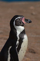 Humboldt penguin (Spheniscus humboldti) portrait. Punta San Juan, (Reserva Nacional de Islas, Islotes y Puntas Guaneras) Peru.