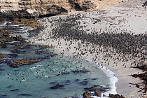 Guanay cormorants, (Phalacrocorax bougainvilliiorum) colony on beach. Punta San Juan Reserve, (Reserva Nacional de Islas, Islotes y Puntas Guaneras) Peru.