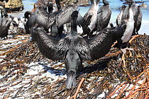 Guanay cormorants, (Phalacrocorax bougainvilliiorum) drying wings afer bathing. Punta San Juan Reserve, (Reserva Nacional de Islas, Islotes y Puntas Guaneras) Peru.