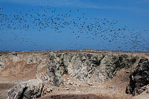 Guanay cormorants (Phalacrocorax bougainvilliiorum) leaving the colony early morning to fish. Punta San Juan Reserve, (Reserva Nacional de Islas, Islotes y Puntas Guaneras) Peru.
