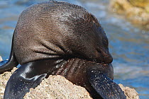 South American Fur Seal (Arctocephalus australis). Punta San Juan Reserve, (Reserva Nacional de Islas, Islotes y Puntas Guaneras) Peru.