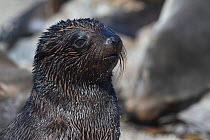 South American Fur Seal pup (Arctocephalus australis). Punta San Juan Reserve, (Reserva Nacional de Islas, Islotes y Puntas Guaneras) Peru.