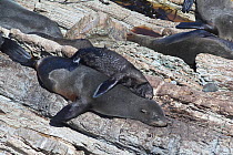 South American Fur Seal (Arctocephalus australis) pup and mother sleeping. Punta San Juan Reserve, (Reserva Nacional de Islas, Islotes y Puntas Guaneras) Peru.