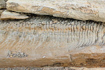 Fossilized whale baleen, desert near Ica, Peru.