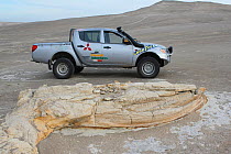 Fossilized whale, next to vehicle to show scale, in desert near Ica, Peru.