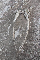Fossilized whale in desert near Ica, Peru.