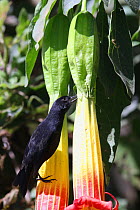 Black flowerpiercer (Diglossa humeralis) a nectar thief, piercing Angel&#39;s trumpet flower (Brugmansia sanguinea), Azuay, Andes, Ecuador.