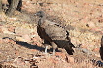Andean condor, (Vultur gryphus), juvenile female, near Santiago, Chile, South America.