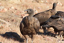 Andean condor, (Vultur gryphus), juvenile female, Near Santiago, Chile, South America.