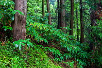 Japanese cedar (Cryptomeria japonica) forest. Lombadas Valley Nature Reserve, Sao Miguel Island, Azores, Portugal.
