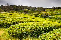 Gorreana tea plantations. Sao Miguel Island, Azores, Portugal. 2019.