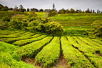 Gorreana tea plantations, Sao Miguel Island, Azores, Portugal. 2019.
