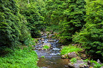 River flowing through forest, Salto do Prego Gorge. Faial da Terra, Sao Miguel Island, Azores, Portugal.