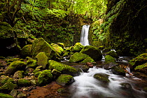 Salto do Prego waterfall flowing over moss covered rocks in woodland. Faial da Terra, Sao Miguel Island, Azores, Portugal. 2019.
