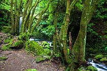 Trees on riverbank, Salto do Prego waterfall behind trees. Faial da Terra, Sao Miguel Island, Azores, Portugal.