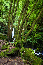 Cloud forest, Salto do Prego waterfall behind trees. Faial da Terra, Sao Miguel Island, Azores, Portugal.