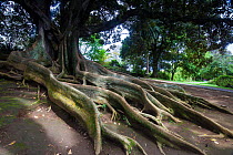 Moreton Bay fig (Ficus macrophylla) roots and tree. Cultivated in Antonio Borges Gardens, Ponta Delgada, Sao Miguel Island, Azores, Portugal.