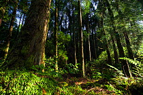 Japanese cedar (Cryptomeria japonica) forest in Devasa mountain range. Sete Cidades, Sao Miguel Island, Azores, Portugal.