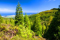 Japanese cedar (Cryptomeria japonica) forests near Fogo Lake with view down to Atlantic Ocean. Sao Miguel Island, Azores, Portugal. 2019.