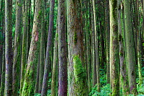 Japanese cedar (Cryptomeria japonica) forest. Devasa mountain range, Sao Miguel Island, Azores, Portugal.