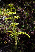 Japanese cedar (Cryptomeria japonica) seedling. Devasa mountain range, Sao Miguel Island, Azores, Portugal. 2019.