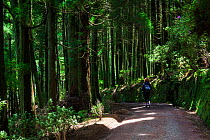Hiker on track through Japanese cedar (Cryptomeria japonica) plantation. Devasa mountain range, Sao Miguel Island, Azores, Portugal. 2019.