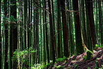 Japanese cedar (Cryptomeria japonica) plantation. Devasa mountain range, Sao Miguel Island, Azores, Portugal.