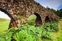 Carvao aqueduct with Chilean rhubarb (Gunnera tinctoria) at base. Devasa mountain range, Sao Miguel Island, Azores, Portugal. 2019.