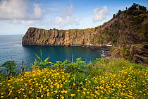 Coastline and flowers. Capelas, Ponta Delgada, Sao Miguel Island, Azores, Portugal. 2019.