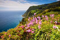 Coastline from Ponta de Sossego lookout. Sao Miguel Island, Azores, Portugal. 2019.
