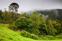 Laurisilava forest in low cloud. Lombadas Valley Nature Reserve, Sao Miguel Island, Azores, Portugal. 2019.