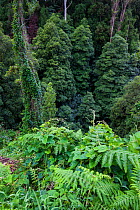 Laurisilava forest. Lombadas Valley Nature Reserve, Sao Miguel Island, Azores, Portugal.