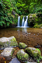 Freshwater pool and waterfall in laurisilva forest. Natural Monument of Caldeira Velha, Ribeira Grande, Sao Miguel Island, Azores, Portugal.