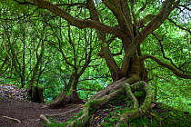 Laurisilava forest. Natural Monument of Caldeira Velha, Ribeira Grande, Sao Miguel Island, Azores, Portugal.
