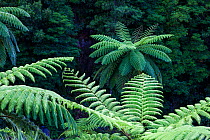 Tree ferns (Cyatheales) in laurisilva forest. Natural Monument of Caldeira Velha, Ribeira Grande, Sao Miguel Island, Azores, Portugal.