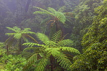 Tree ferns (Cyatheales) in humid laurisilva forest. Natural Monument of Caldeira Velha, Ribeira Grande, Sao Miguel Island, Azores, Portugal.