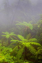 Tree ferns (Cyatheales) in humid forest. Natural Monument of Caldeira Velha, Ribeira Grande, Sao Miguel Island, Azores, Portugal.