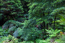 Laurel and Ferns in laurisilva forest. Natural Monument of Caldeira Velha, Ribeira Grande, Sao Miguel Island, Azores, Portugal.