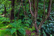 Laurisilva forest. Natural Monument of Caldeira Velha, Ribeira Grande, Sao Miguel Island, Azores, Portugal.