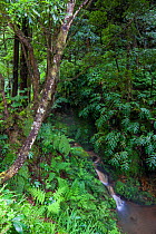 Waterfall through laurisilva forest. Natural Monument of Caldeira Velha, Ribeira Grande, Sao Miguel Island, Azores, Portugal.