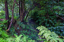 Laurisilva forest. Natural Monument of Caldeira Velha, Ribeira Grande, Sao Miguel Island, Azores, Portugal.