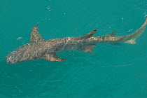 Tawny nurse shark (Nebrius ferrugineus) below water surface. Talbot Bay, The Kimberley, Western Australia.