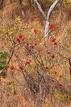 Kimberley rose (Brachychiton viscidulus). Cyclone Creek, Talbot Bay, The Kimberley, Western Australia