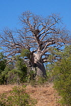 Boab tree (Adansonia gregorii) with nest of White-bellied sea eagle (Haliaeetus leucogaster) or Eastern Osprey (Pandion cristatus) in branches. Ord River, The Kimberley, Western Australia.