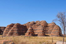 Bungle Bungle rock formation with banding. Purnululu National Park, The Kimberley, Western Australia. 2015.