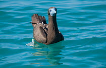 Brown booby (Sula leucogaster) on sea. Lacepede Islands Nature Reserve, The Kimberley, Western Australia.